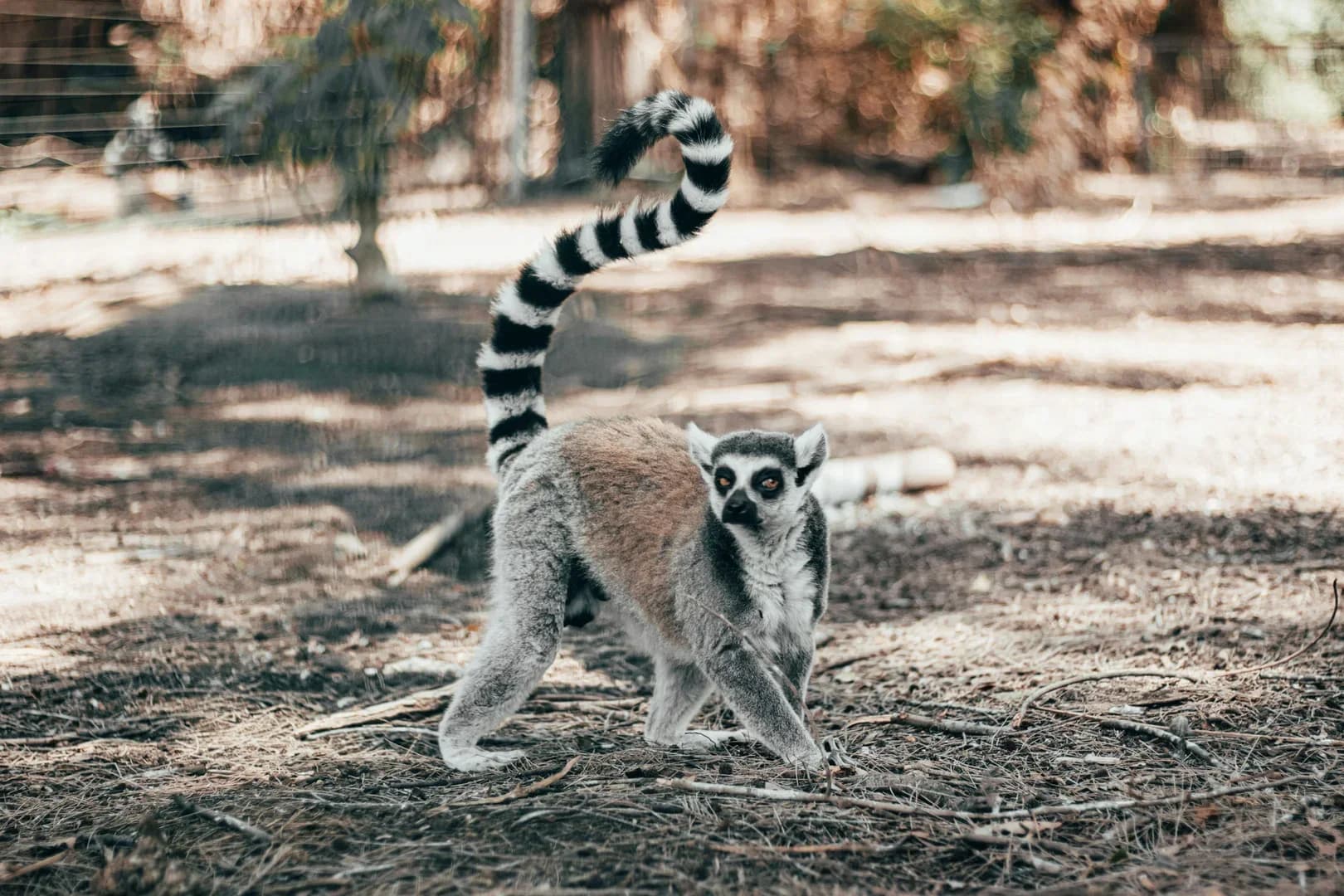Madagascar